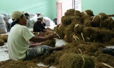 Petani Tembakau di Sumenep Merasa Terbantu Dengan Hadirnya Perusahaan Rokok Lokal