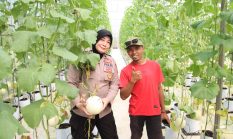 Kabag SDM Polres Sumenep Tinjau Panen Melon Berbasis Smart Farming di Desa Kasengan, Dukung Ketahanan Pangan
