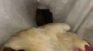 Diduga Curi Lima Ekor Ayam, Dua Warga Pamolokan Sumenep Diamankan Polisi Usai Ditangkap Massa